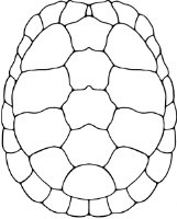 Turtle Shell Pattern Drawing at PaintingValley.com | Explore collection ...