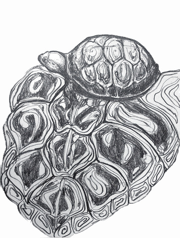 Turtle Shell Pattern Drawing at PaintingValley.com | Explore collection ...