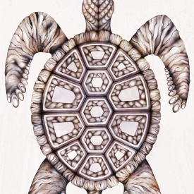 275x275 Turtle Drawing Transformed Crafthubs - Turtle Shell Pattern Drawing