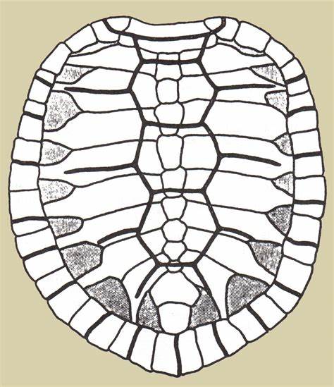 474x549 Turtle Shell Pattern Drawing Gtgt - Turtle Shell Pattern Drawing