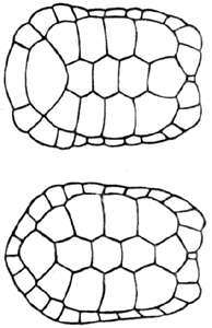194x300 Turtle Shell Pattern Drawing - Turtle Shell Pattern Drawing