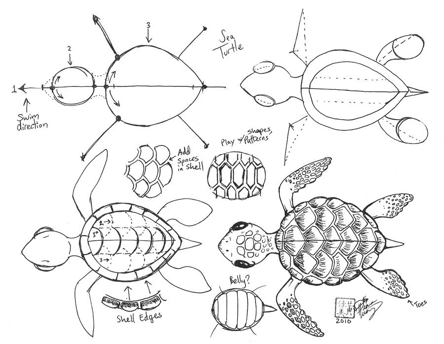 Turtle Shell Pattern Drawing at PaintingValley.com | Explore collection ...