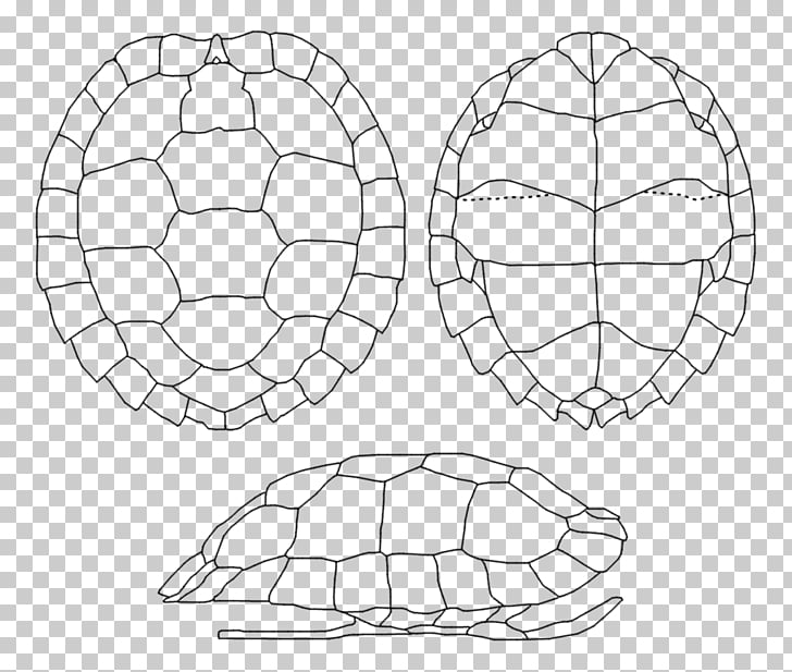 Turtle Shell Pattern Drawing at PaintingValley.com | Explore collection ...