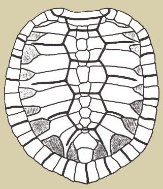 321x372 Big Brook Sea Turtle Page - Turtle Shell Pattern Drawing
