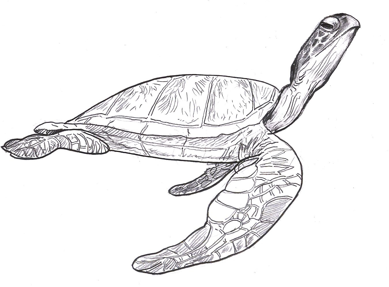 Turtle Sketch Drawing