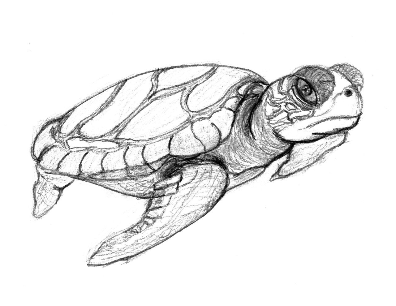 1280x989 free printable turtle coloring pages for kids hawaii turtle - Turtle Sketch Drawing