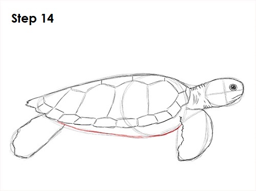500x372 How To Draw A Green Sea Turtle - Turtle Sketch Drawing