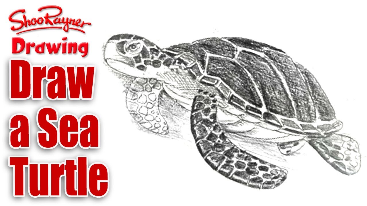 1280x720 How To Draw A Sea Turtle - Turtle Sketch Drawing