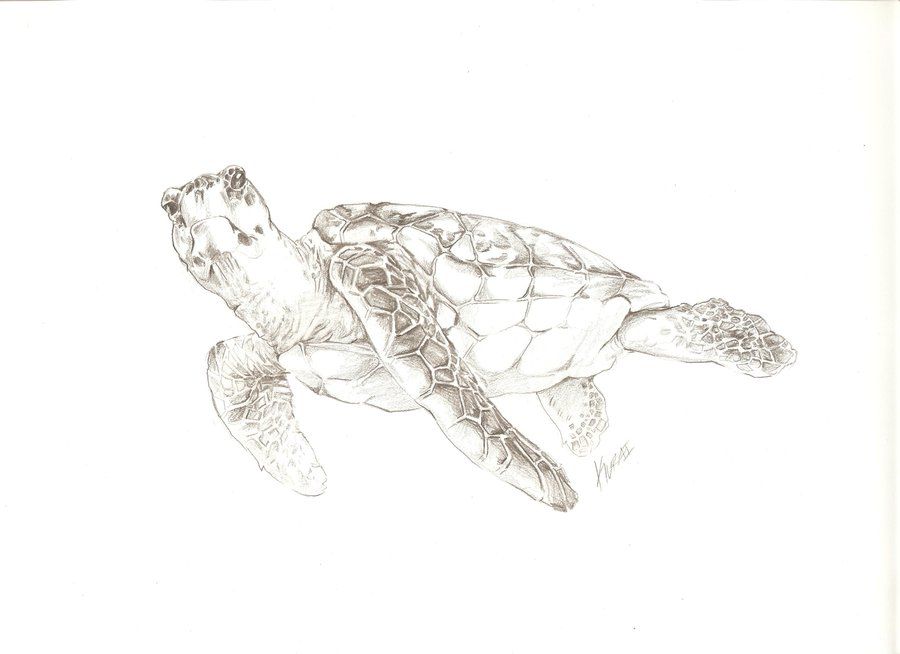 900x654 Huge Collection Of 'realistic Turtle Drawing' Download More Than - Turtle Sketch Drawing