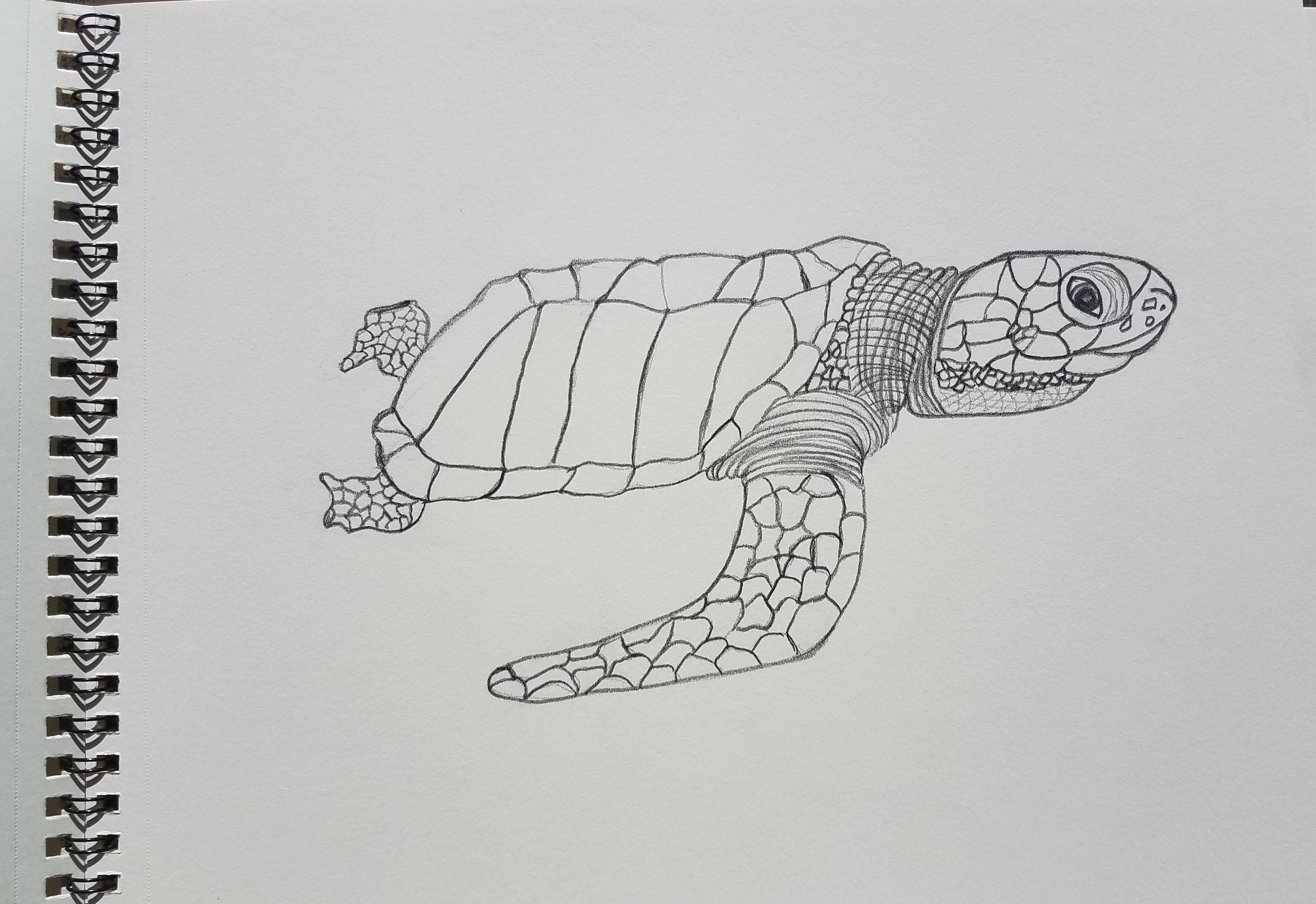 3772x2591 Olive Ridley Sea Turtle Drawing Patsy's Creative Corner - Turtle Sketch Drawing