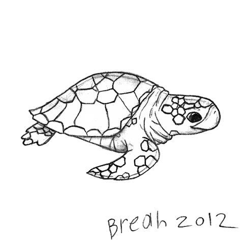 480x480 Sea Turtle Sketch Art - Turtle Sketch Drawing