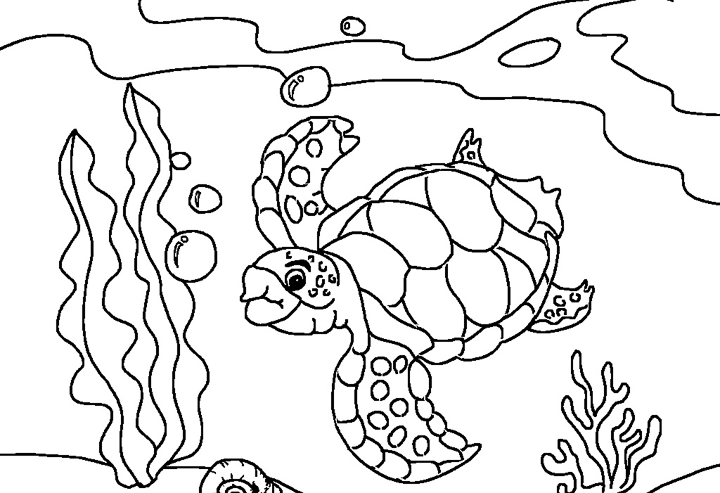 1024x701 Turtle Sketch Drawing - Turtle Sketch Drawing