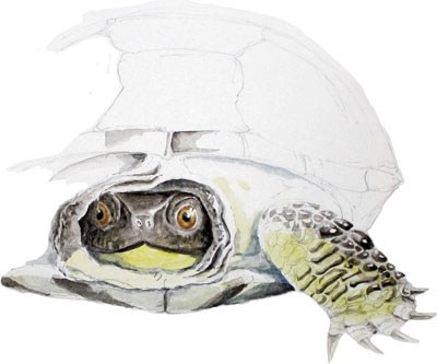 400x333 Turtle Study Sketches - Turtle Sketch Drawing
