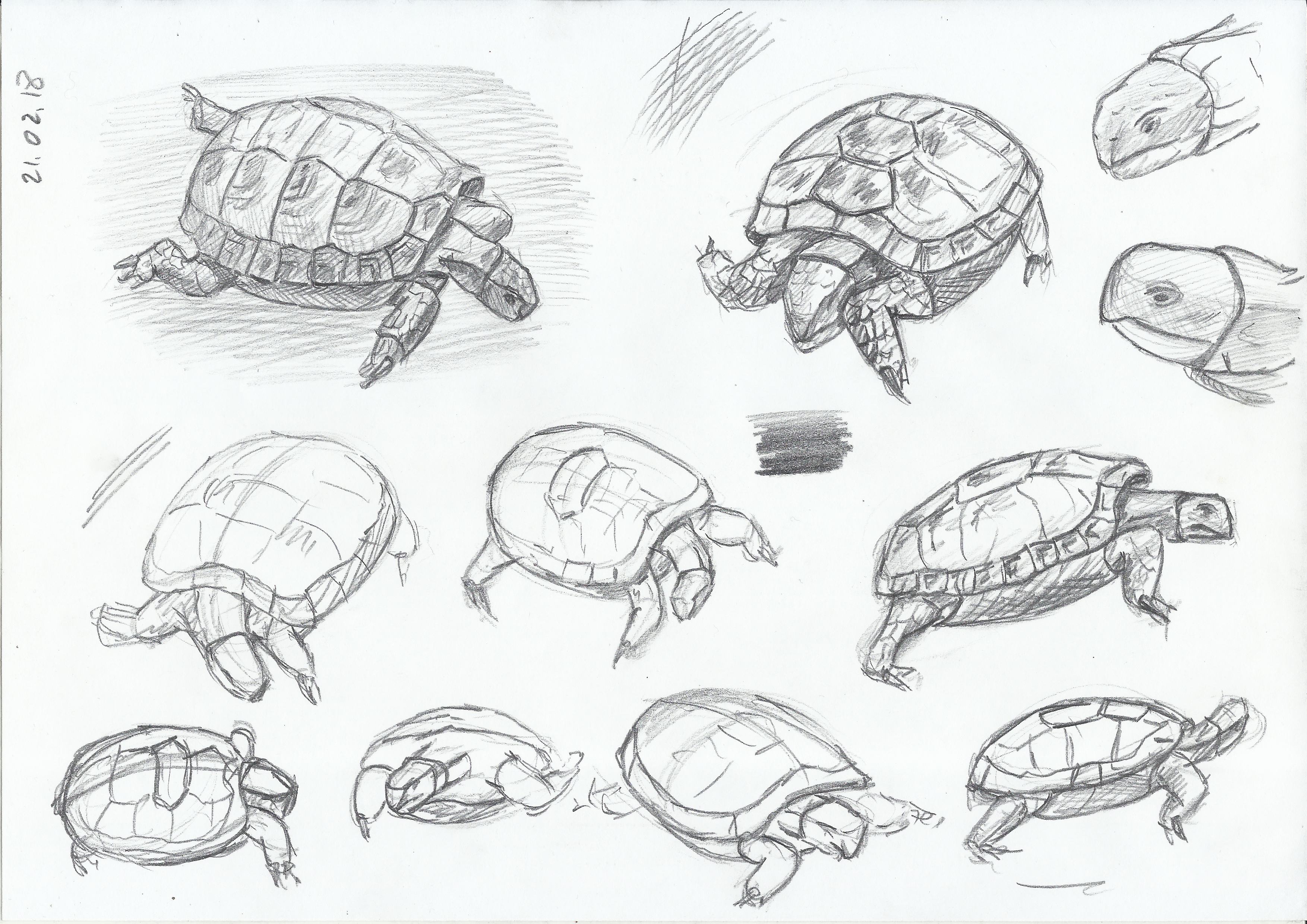 3507x2480 Turtles Sketches All My Drawings - Turtle Sketch Drawing