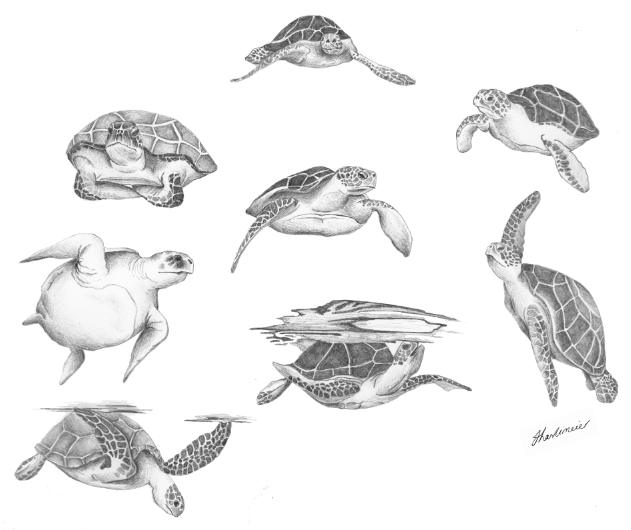 631x530 All Things Creative Turtle Sketches - Turtle Sketch Drawing