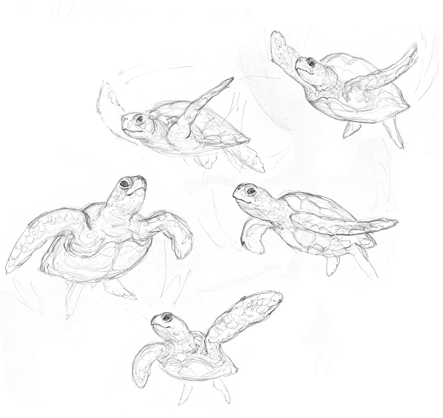 880x832 Amy Holliday Illustration Sketchbook Sea Turtle Sketches Sea - Turtle Sketch Drawing