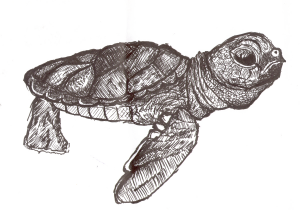 300x210 Baby Turtle Sketch Drawings Of Turtles Fresh How To Draw Cartoon - Turtle Sketch Drawing