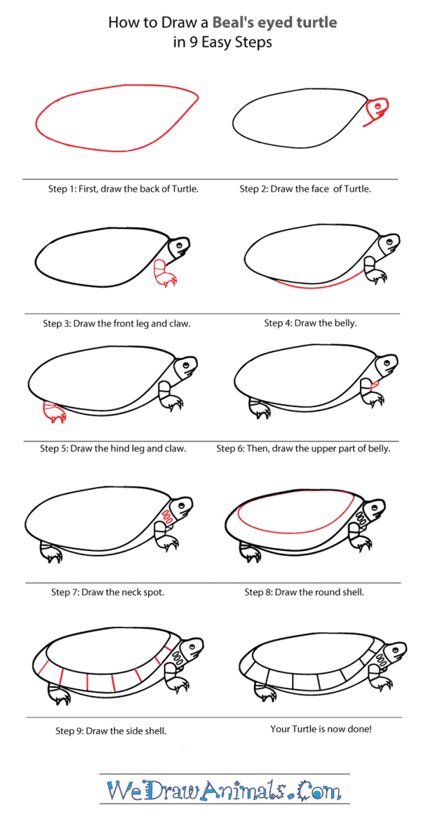 Turtle Step By Step Drawing at PaintingValley.com | Explore collection ...