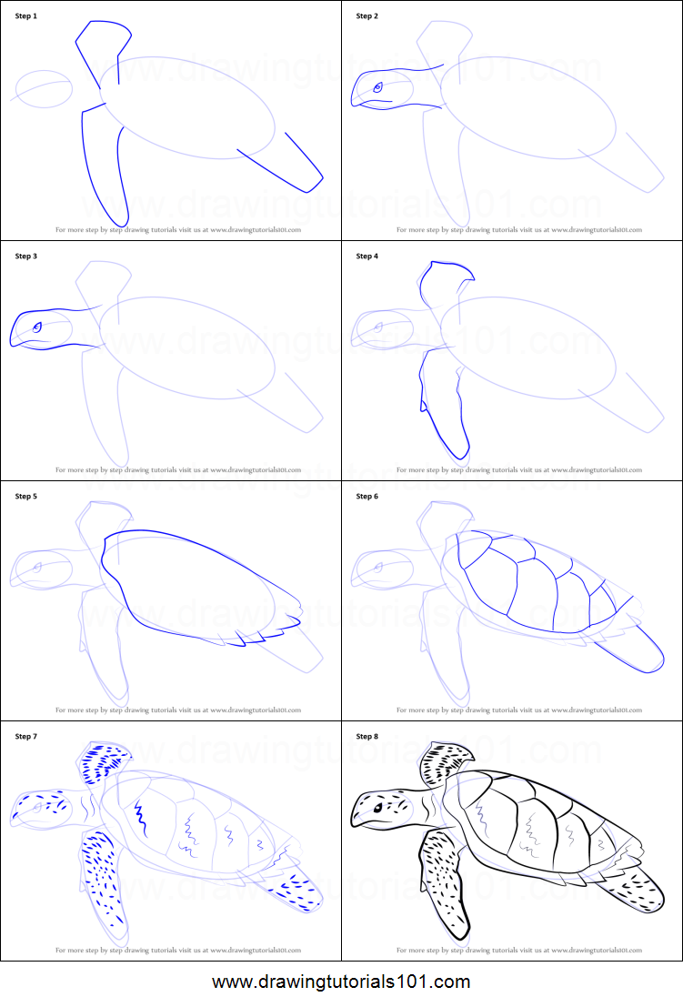 How To Draw A Sea Turtle Step By Step For Beginners