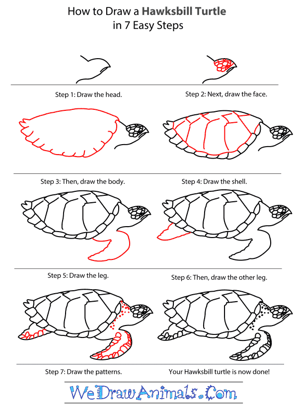 600x829 How To Draw A Hawksbill Turtle - Turtle Step By Step Drawing
