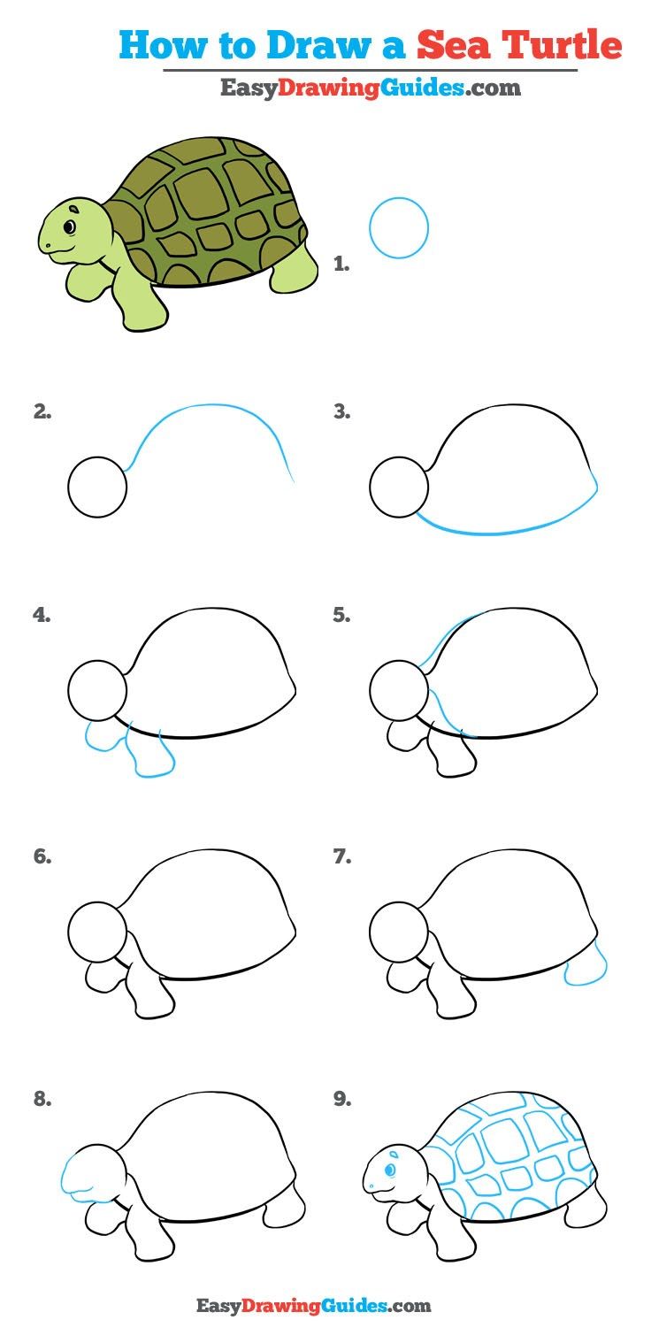 736x1518 How To Draw A Sea Turtle - Turtle Step By Step Drawing