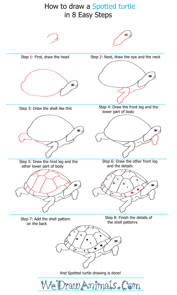 600x1000 How To Draw A Spotted Turtle - Turtle Step By Step Drawing