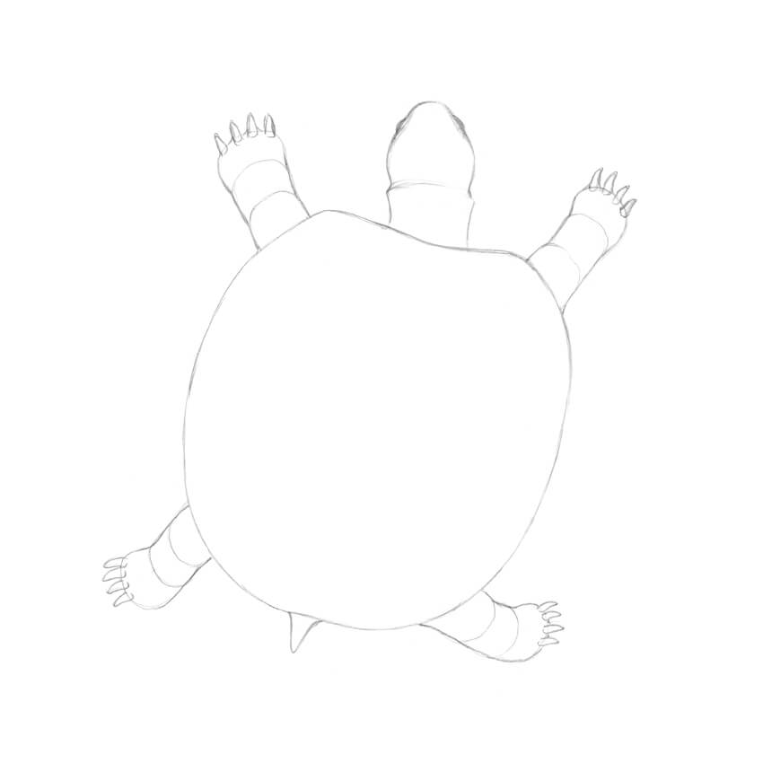 850x850 How To Draw A Turtle - Turtle Step By Step Drawing