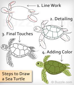 Turtle Step By Step Drawing at PaintingValley.com | Explore collection ...