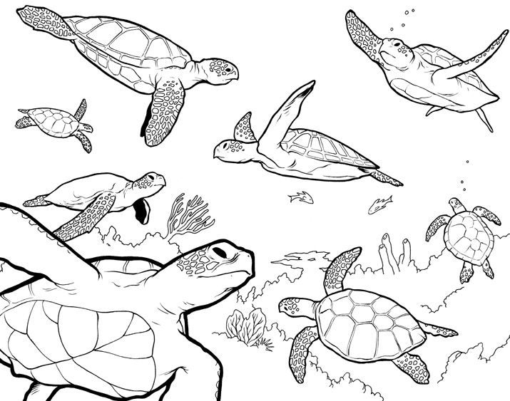 715x563 Sea Turtles - Turtle Swimming Drawing