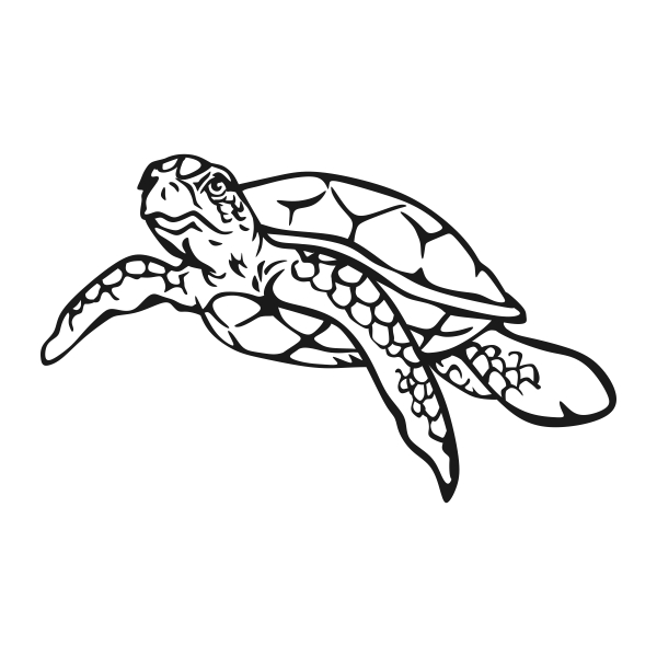 Turtle Swimming Drawing at PaintingValley.com | Explore collection of ...