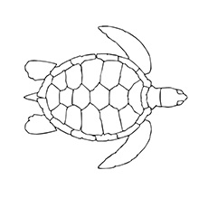 230x230 Top Free Printable Turtle Coloring Pages Online - Turtle Swimming Drawing