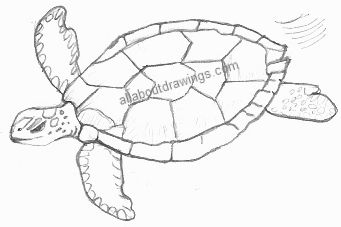 341x227 Turtle Drawings - Turtle Swimming Drawing