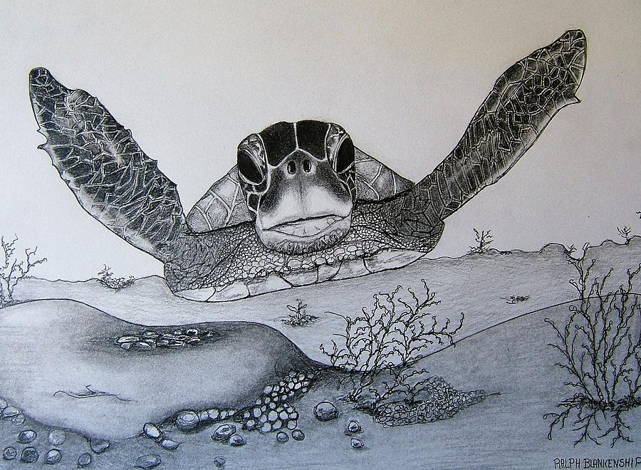 900x660 Turtle Swim Drawing - Turtle Swimming Drawing