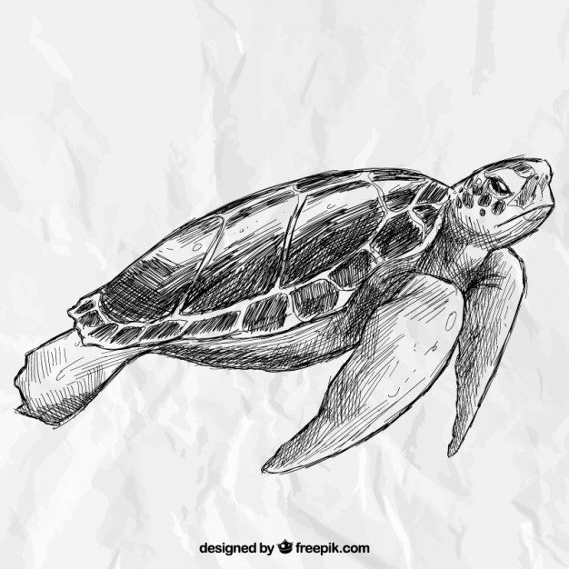 626x626 Turtle Vectors, Photos And Free Download - Turtle Swimming Drawing