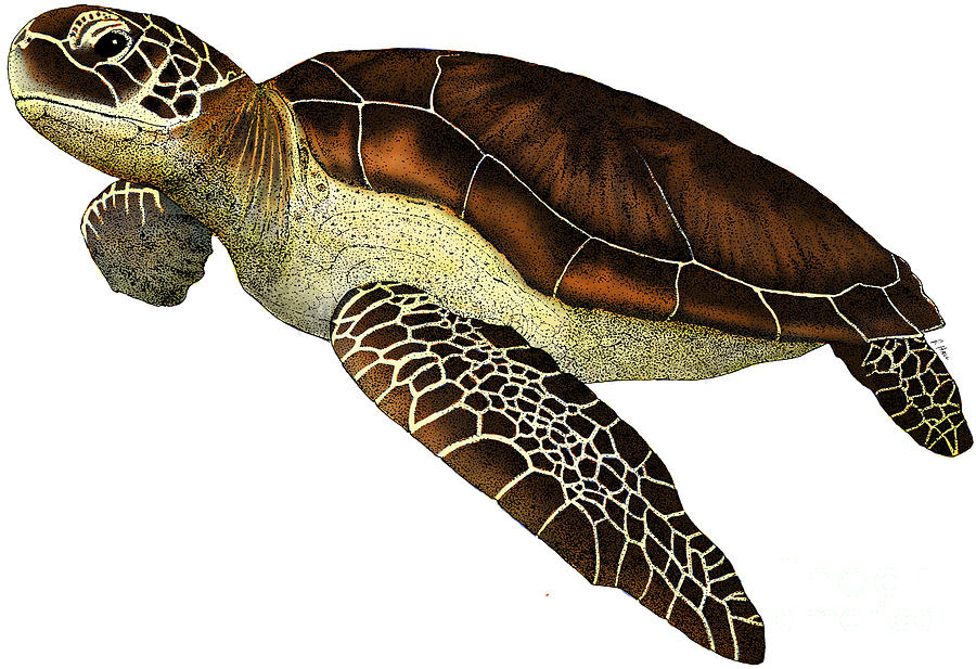 900x617 Drawn Sea Turtle Swimming - Turtle Swimming Drawing