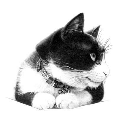 427x420 cat pencil drawing tuxedo cats cats, cat drawing, cat art - Tuxedo Cat Drawing