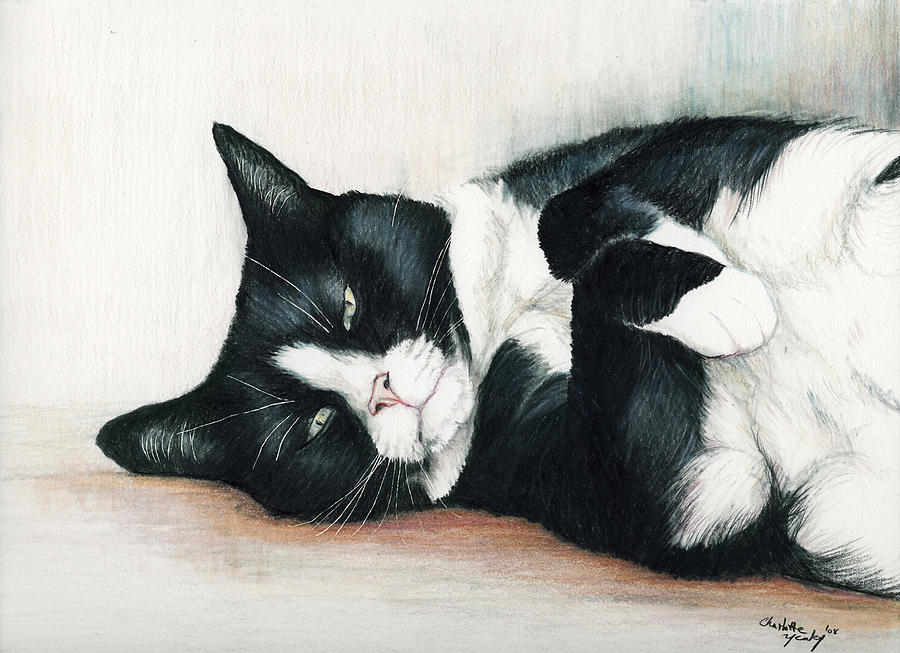 900x653 relaxed tuxedo drawing - Tuxedo Cat Drawing