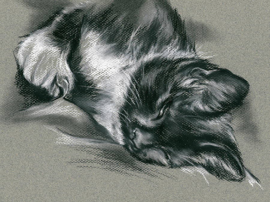 900x674 sassy samantha the tuxedo cat drawing - Tuxedo Cat Drawing