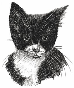 253x300 tuxedo cat drawings fine art america - Tuxedo Cat Drawing