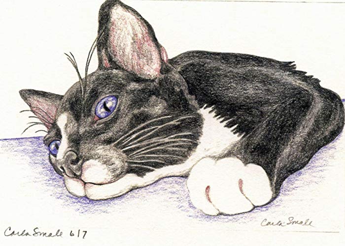 700x500 limited edition print black tuxedo cat pet art carla - Tuxedo Cat Drawing