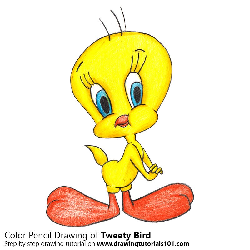 800x800 tweety bird colored pencils - Tweety Bird Drawing
