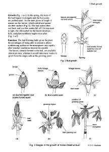 216x300 biology of plants, buds and twigs teaching resources drawings - Twig Drawing