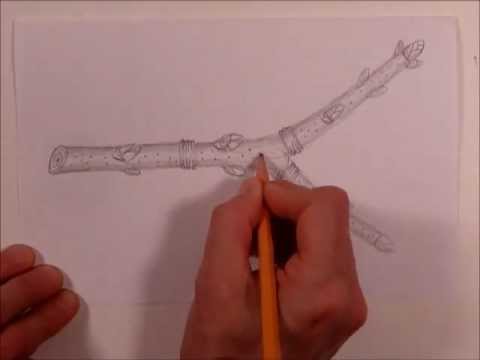 480x360 draw a twig - Twig Drawing