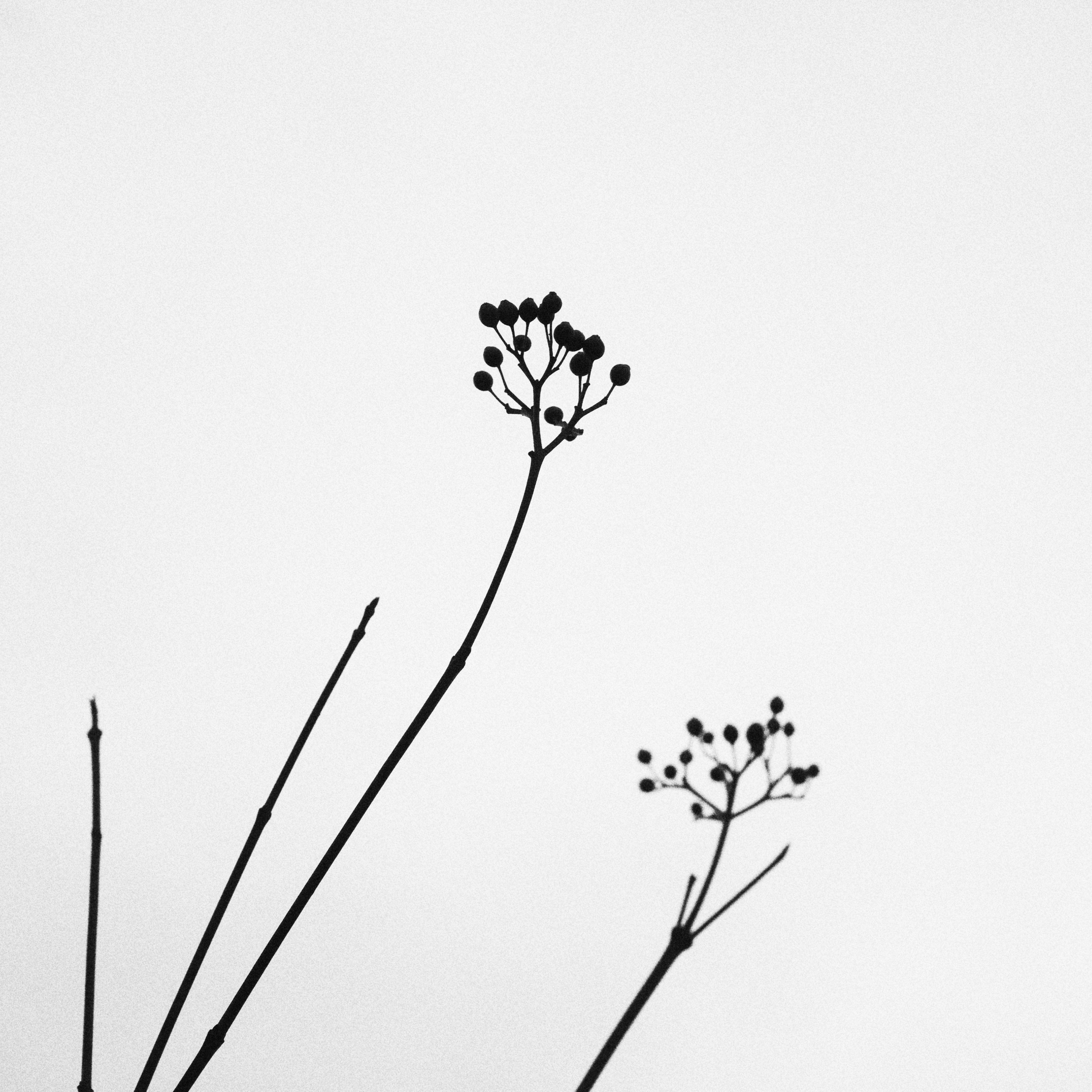 4724x4724 free images nature, outdoor, branch, black and white, plant - Twig Drawing
