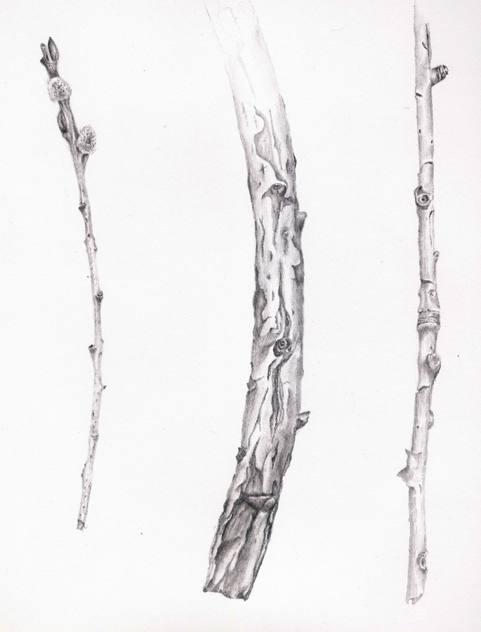 685x900 twig drawing for free download - Twig Drawing