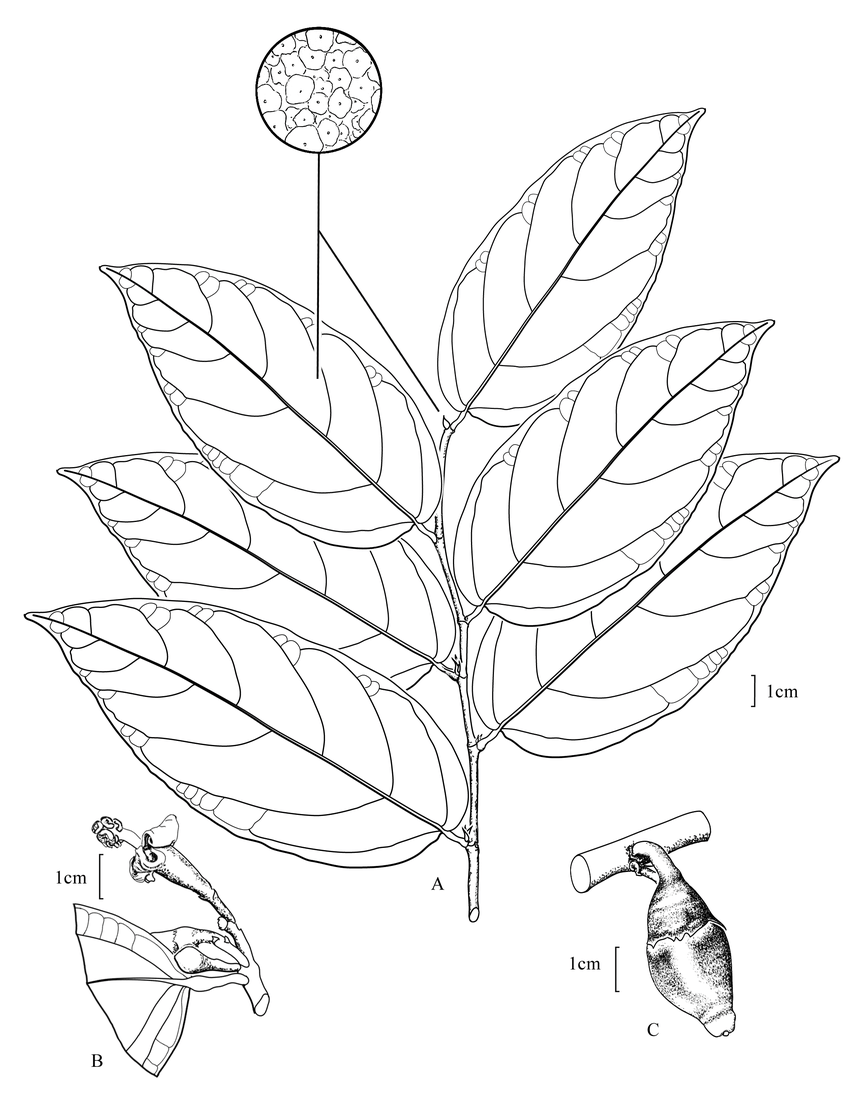 850x1107 quararibea nigrescens a twig with leaves and lepidote pubescent - Twig Drawing