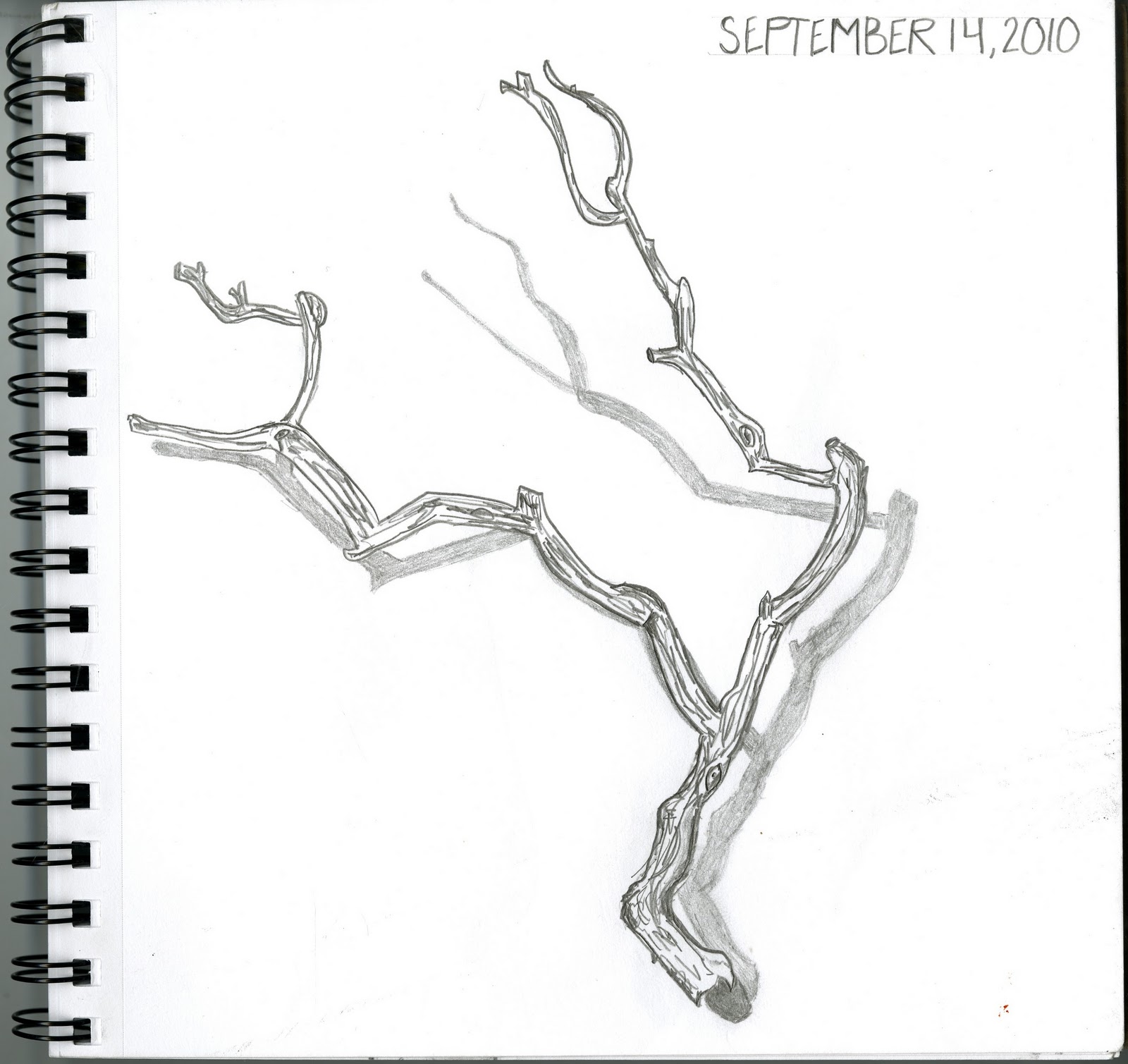 1600x1509 twig drawing detailed for free download - Twig Drawing