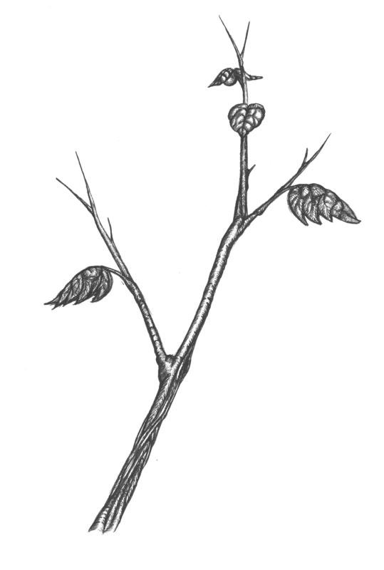 539x800 twig drawing free download - Twig Drawing