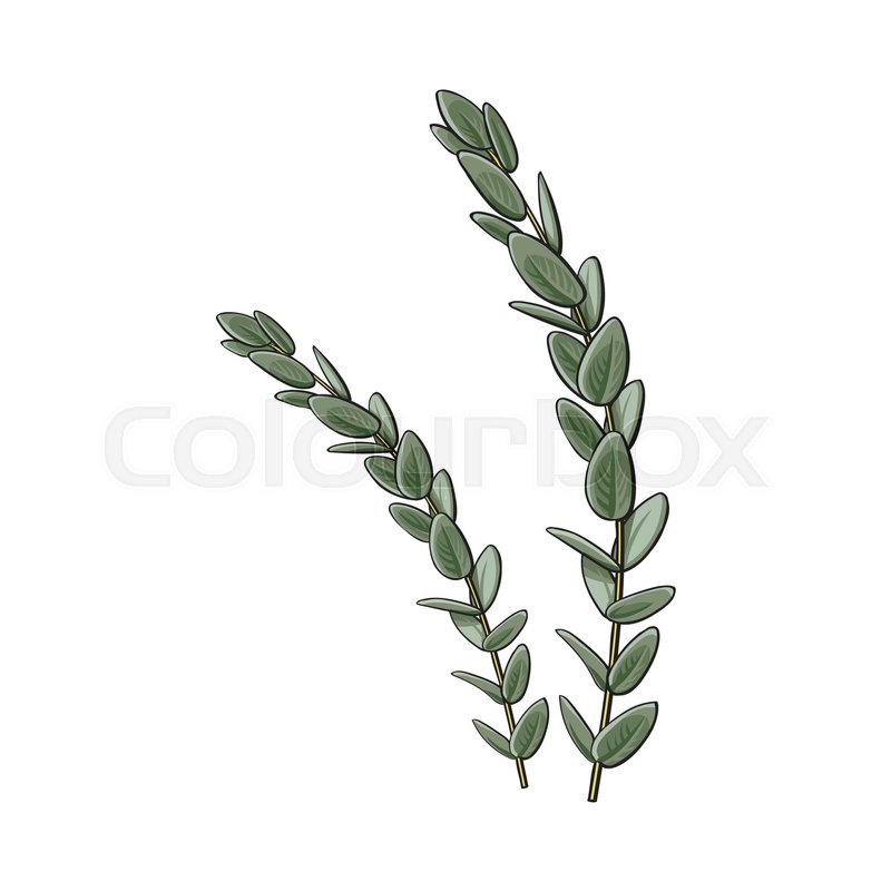 800x800 two beautiful eucalyptus twig, branch stock vector colourbox - Twig Drawing