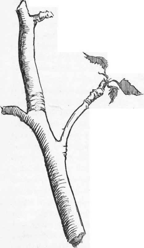 467x800 twig drawing simple for free download - Twig Drawing